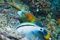 Dash-and-dot goatfish (Parupeneus barberinus) digging for food such as molluscs, crustaceans and urchins, in coral rubble, shadowed by a Yellowtail coris (Coris gaimard) Misool, Raja Ampat, West Papua...