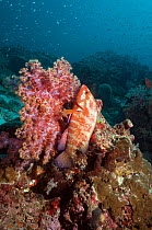 Coral hind (Cephalopholus miniata) lying in ambush against soft coral, Andaman Sea, Thailand