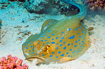 Bluespotted ribbontail ray (Taeniura lymma) digging in the sand for food, Egypt, Red Sea