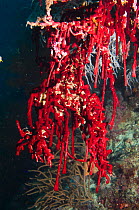 Black coral {Amphianthus sp} covered in sponges or sea squirts, Misool, Raja Ampat, West Papua, Indonesia