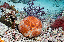 Cushion starfish (Culcita novaeguineae) on reef, Misool, Raja Ampat, West Papua, Indonesia