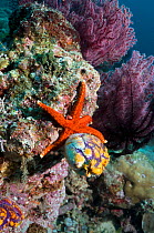 Red seastar (Fromia milleporella) and Seasquirt / Tunicate (Polycarpa aurata) Misool, Raja Ampat, West Papua, Indonesia