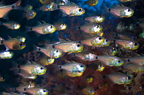 Shoal of Orange-lined cardinalfish (Archamis fucata) Egypt, Red Sea.