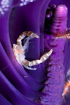 Pen crab (Porcellanella triloba) resting in Sea pen (Pteroeides) to feed on plankton, Rinca, Indonesia