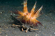 Carrier / Dorippid crab (Dorippe frascone) on sea bed holding Sea urchin (Astropyga radiata) on its shell, Lembeh Strait, North Sulawesi, Indonesia.