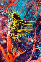 Featherstar (Crinoidea) on Gorgonian coral, Misool, Raja Ampat, West Papua, Indonesia