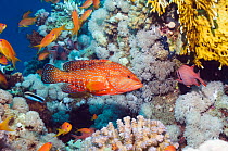 Coral hind (Cephalopholis miniata) and Lyretail anthias (Pseudanthias squammipinnis) on coral reef, Egypt, Red Sea
