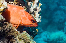 Blacktip grouper (Epinephelus fasciatus) perched on corals. Egypt, Red Sea