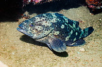 Brown-marbled grouper (Epinephelus sp.) at wreck, Kasi Maru, Solomon Islands