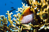 Freckled hawkfish (Paracirrhites forsteri) perched on Fire coral (Millepora dichotoma)  Egypt, Red Sea.