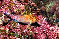 Pixy hawkfish (Cirrhitichthys oxycephalus) on coral reef, Misool, Raja Ampat, West Papua, Indonesia.