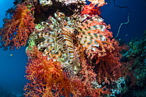 Lionfish (Pterois volitans) camouflaged against soft corals. Egypt, Red Sea.