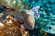 Common reef octopus (Octopus cyanea) hunting over coral. Misool, Raja Ampat, West Papua, Indonesia.