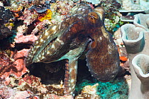 Common reef octopus (Octopus cyanea) hunting over coral rubble. Misool, Raja Ampat, West Papua, Indonesia.