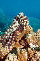 Common reef octopus (Octopus cyanea) resting on coral. Bunaken NP, North Sulawesi, Indonesia.