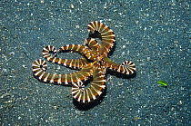 Wonderpus (Wunderpus photogenicus) octopus on sea bed, Lembeh Strait, North Sulawesi, Indonesia.
