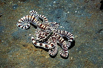 Mimic octopus (Thaumoctopus mimicus) hunting over sandy seabed, Lembeh Strait, North Sulawesi, Indonesia