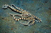 Mimic octopus (Thaumoctopus mimicus) hunting for prey over sandy seabed. Lembeh Strait, North Sulawesi, Indonesia