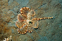 Mimic octopus (Thaumoctopus mimicus) hunting for prey over sandy seabed. One arm is investigating a burrow, while the skin between the other arms is streched to form a 'tent' to prevent any prey escap...