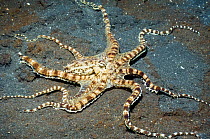 Mimic octopus (Thaumoctopus mimicus) hunting over sandy bottom,  Lembeh Strait, North Sulawesi, Indonesia.