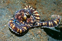 Mimic octopus (Thaumoctopus mimicus) hunting over sandy bottom. Lembeh Strait, North Sulawesi, Indonesia