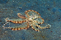 Mimic octopus (Thaumoctopus mimicus) hunting over sandy bottom, investigating burrows and spreading skin between its arms to form a tent to prevent any prey from escaping,  Lembeh Strait, North Sulawe...
