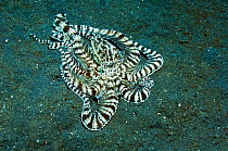 Mimic octopus (Thaumoctopus mimicus) hunting for prey over sandy seabed,  Lembeh Strait, North Sulawesi, Indonesia.