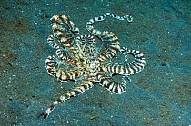 Mimic octopus (Thaumoctopus mimicus) hunting for prey over sandy seabed, one arm is investigating a burrow for prey, Lembeh Strait, North Sulawesi, Indonesia.