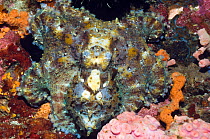 Common reef octopus (Octopus cyanea) showing camouflage on coral reef. Philippines, Indo-Pacific.