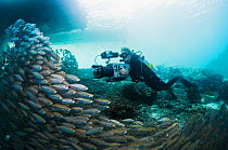 Underwater cameraman Peter Scoones filming shoal of Bigeye scad (Selarcrumenophthalmus) under jetty. Misool, Raja Empat, West Papua, Indonesia.  - 2008-12-25
