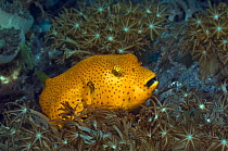 Pufferfish (Arothron sp) within coral, Rinca, Indonesia.