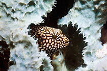 Scribbled / Map puffer (Arothron mappa), juvenile amongst coral, Lembeh Strait, North Sulawesi, Indonesia