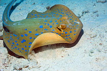 Bluespotted ribbontail ray (Taeniura lymma) on seabed, Egypt, Red Sea.