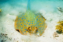 Bluespotted ribbontail ray (Taeniura lymma) digging in the sand for prey. Egypt, Red Sea