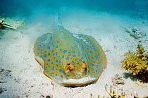 Bluespotted ribbontail ray (Taeniura lymma) has created a dust cloud after digging in the sand for food. Egypt, Red Sea