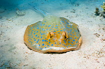Bluespotted ribbontail ray (Taeniura lymma) digging in the sand for food. Egypt, Red Sea