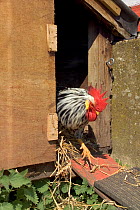 Cockerel (Gallus gallus domesticus) walking out of hen house