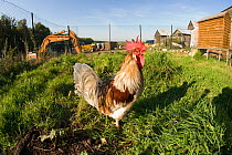Cockerel (Gallus gallus domesticus) in hen run, UK