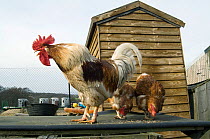 Cockerel (Gallus gallus domesticus) crowing in hen run, UK