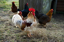 Cockerel (Gallus gallus domesticus) and hens, UK