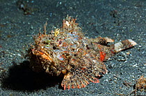 Scorpionfish (Scorpaenopsis sp) camouflaged on seabed, Sulawesi, Indonesia