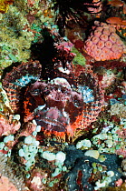 Tassled scorpionfish (Scorpaenopsis oxycephala) on coral reef. Philippines.