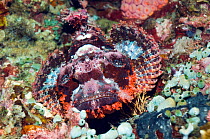Tassled scorpionfish (Scorpaenopsis oxycephala) on coral reef. Philippines.
