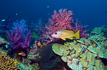 Brown-striped red snapper (Lutjanus vitta) with soft corals. Andaman Sea, Thailand.