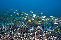 Two-spot snapper (Lutjanus biguttatus) school over vast beds of Staghorn coral. Andaman Sea, Thailand