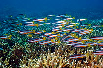Shoal of Two-spot snapper (Lutjanus biguttatus) over schooling over Staghorn coral. Andaman Sea, Thailand