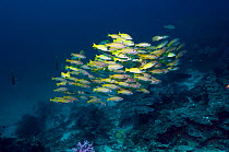 Shoal of Bigeye snappers (Lutjanus lutjanus)  Andaman Sea, Thailand.