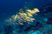 Mixed school of Bigeye snappers (Lutjanus lutjanus) and Blueline snappers (Lutjanus kasmira). Andaman Sea, Thailand
