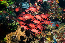 Shoal of Bigscale soldierfish (Myripristis berndti). Rinca, Indonesia