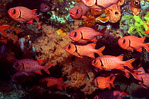 Shoal of Bigscale soldierfish (Myripristis berndti). Rinca, Indonesia.